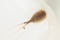 Triops cancriformis