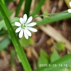 Stellaria nemorum