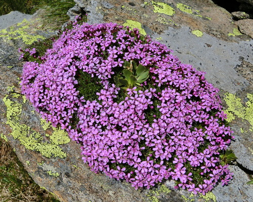 Moss Campion