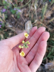 Diplotaxis tenuifolia