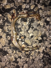 Ophisaurus attenuatus