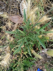 Diplotaxis tenuifolia