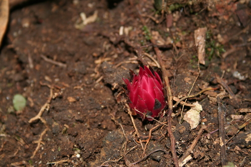 Ground Pineapple