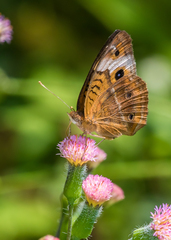Junonia genoveva genoveva