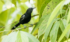 Cercomacra nigricans