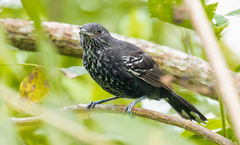 Cercomacra nigricans