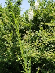 Oenothera glaucifolia