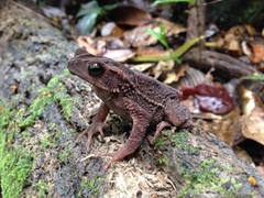 Incilius coniferus