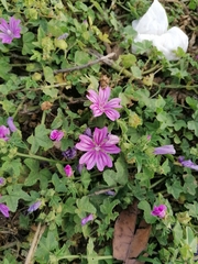 Malva sylvestris