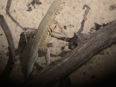 Holbrookia propinqua