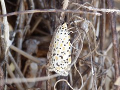Utetheisa pulchella
