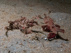 Pteroidichthys amboinensis