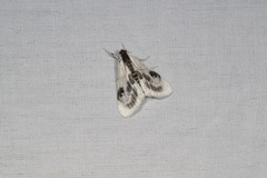 Cliniodes ostreonalis