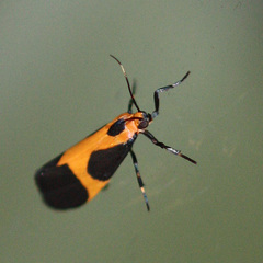 Cisthene kentuckiensis