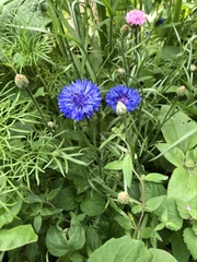 Centaurea cyanus