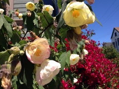Abutilon × hybridum