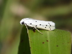 Myelois circumvoluta