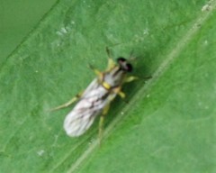 Solva pallipes