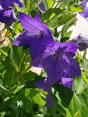 Platycodon