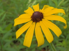 Rudbeckia