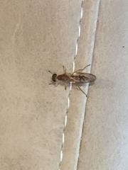 Ptecticus trivittatus