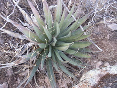 Agave ×