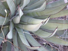 Agave ×