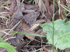 Crambus saltuellus