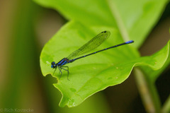 Argia oculata