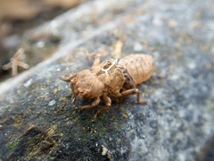 Melligomphus guangdongensis