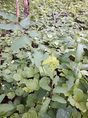 Sanguisorba canadensis