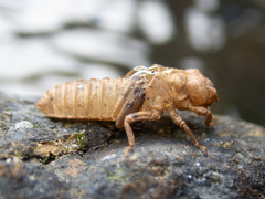 Melligomphus guangdongensis