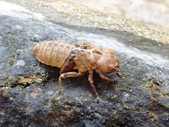 Melligomphus guangdongensis