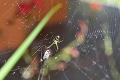 Leucauge argyrobapta
