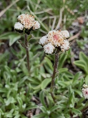 Antennaria pulchella