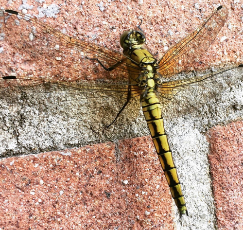 Black-tailed Skimmer, Aalsmeer, NL-NH, NL, photo 9 of 10