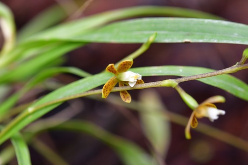 Prosthechea guttata, photograph 6
