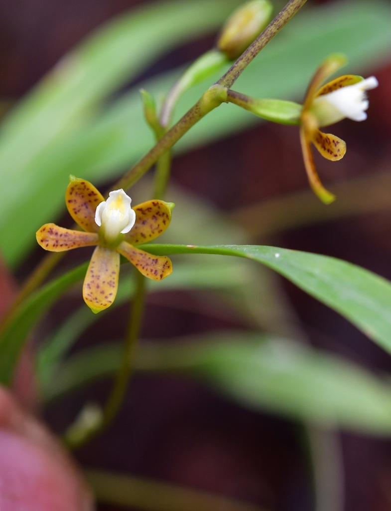 Prosthechea guttata