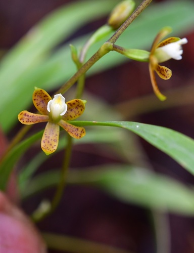 Prosthechea ochracea