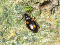 Dolichoctis rotundata