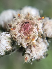 Antennaria pulchella