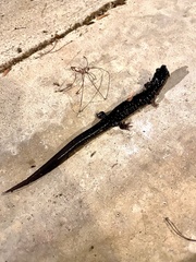 Plethodon glutinosus