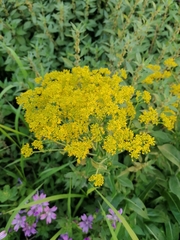Isatis tinctoria
