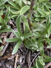 Antennaria pulchella