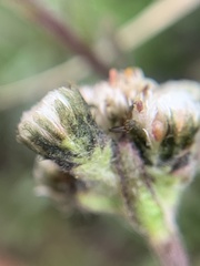 Antennaria pulchella
