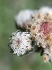 Antennaria pulchella