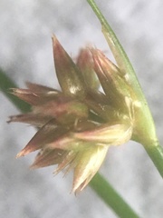 Juncus nodosus
