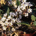 Abronia ammophila - Photo (c) USFWS Mountain-Prairie, μερικά δικαιώματα διατηρούνται (CC BY)