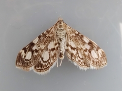 Anania coronata