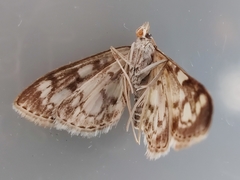 Anania coronata